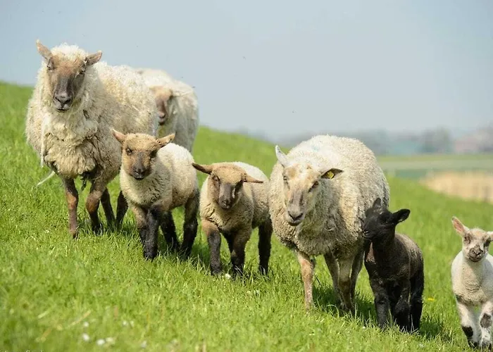 With 3 Bedrooms Dom wakacyjny *